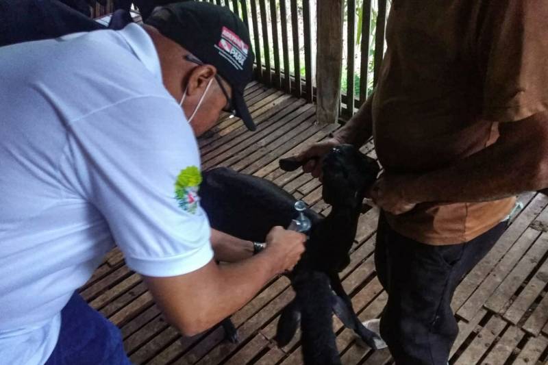 A Raiva em Herbívoros é uma doença causada por vírus que ataca o sistema nervoso central dos mamíferos