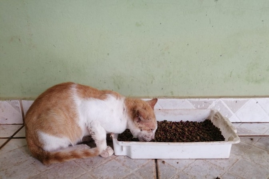 Projeto ajuda a resgatar animais abandonados em Santarém