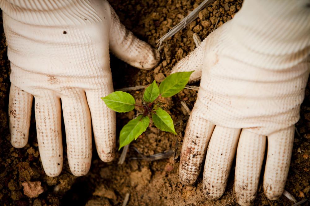 Há maior quantidade de terra disponível para utilização no plantio de mudas que auxiliam no reflorestamento e galhos para compor ilhas de vegetação
