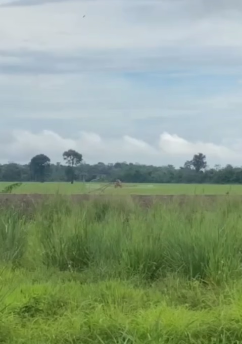 Vídeo postado nas redes sociais mostra o momento em que agrotóxico é pulverizado durante horário de aula