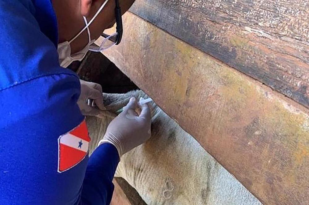 A ingestão de carne e de subprodutos dos animais contaminados com os príons pode provocar nos seres humanos a encefalopatia espongiforme transmissível